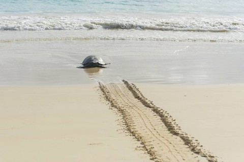 Green Sea Turtle or Pacific Green Turtle (Chelonia mydas japonica) on the way to the sea