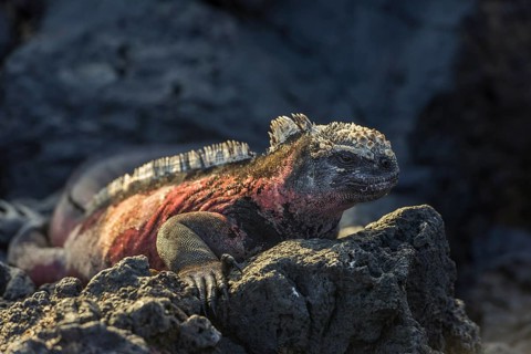 Marine Iguana (Amblyrhynchus cristatus)