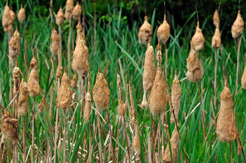 Lesser Bulrush or Narrowleaf Cattail (Typha angustifolia)