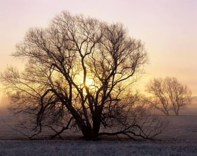 Willow tree (Salix sp.) at sunrise