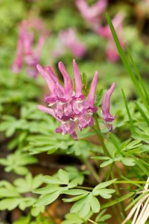 Holewort (Corydalis cava)