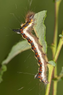 Caterpillar of a Grey Dagger Moth (Acronista psi) feeding on an Eared Sallow Bush (Salicetum auritae)