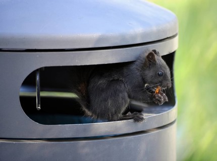 Squirrel (Sciurus vulgaris)