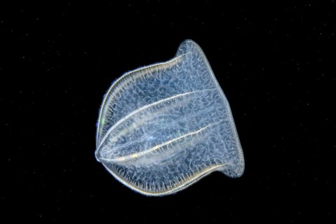 Comb Jelly (Beroe ovata)