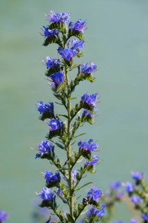 Viper's bugloss (Echium vulgare)