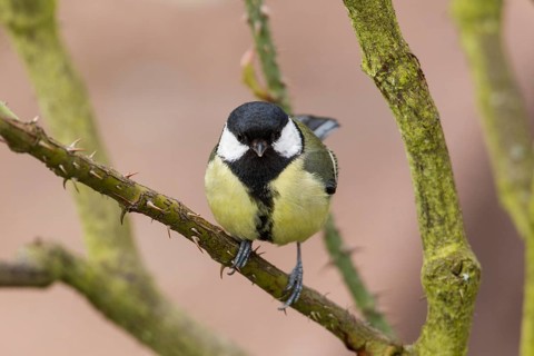Great Tit (Parus major)
