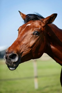 Holsteiner horse