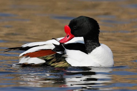 Common Shelduck (Tadorna tadorna)