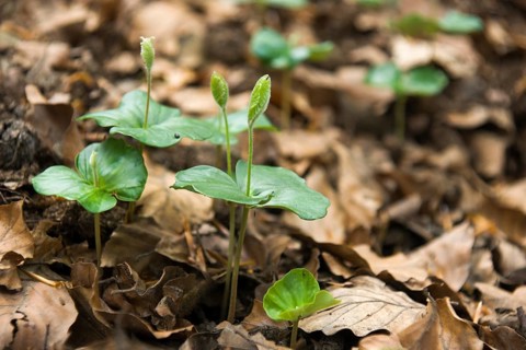 Seedlings of a European Beech (Fagus sylvatica)