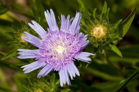 Cornflower Aster or Stokes' Aster (Stokesia laevis)