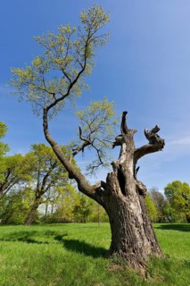 Partially dead tree in the gardens of Schloss Laxenburg Castle
