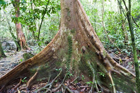 Jungle