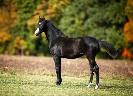 Black Wuerttemberg foal