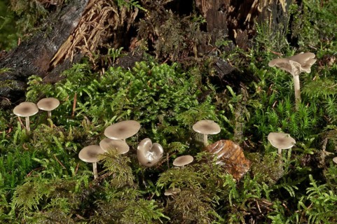 Funnel Caps (Clitocybe sp.)