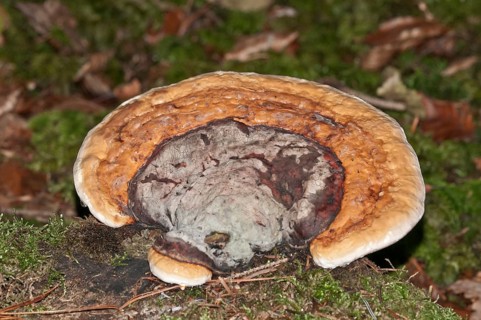 Red Banded Polypore (Fomitopsis pinicola)