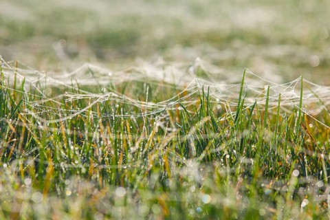 Spider webs on blades of grass wet with dew