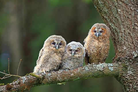 Three young Tawny Owls or Brown Owls (Strix aluco) perched on a tree