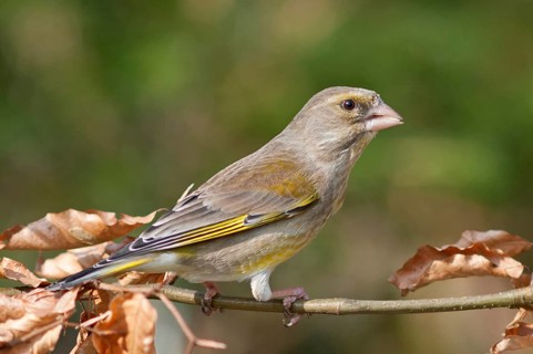 European Greenfinch or Greenfinch (Carduelis chloris)
