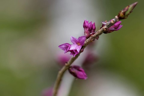 Flowering Mezereon (Daphne mezereum)