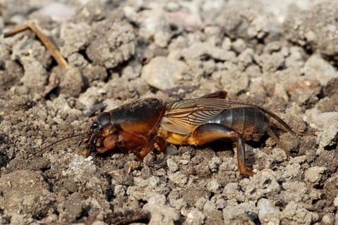 European Mole Cricket (Gryllotalpa gryllotalpa)