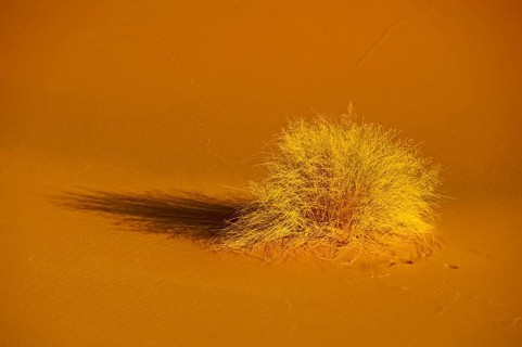 Desert grass