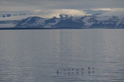 Thick-billed Murres or Bruennich's Guillemots (Uria lomvia) flying low over Sorporten