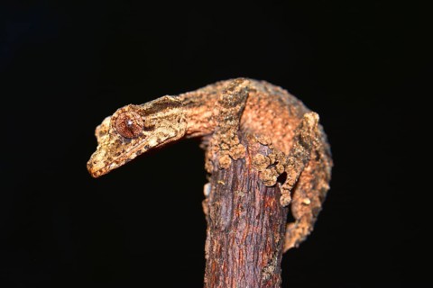 Leaf-tailed Gecko (Uroplatus alluaudi)