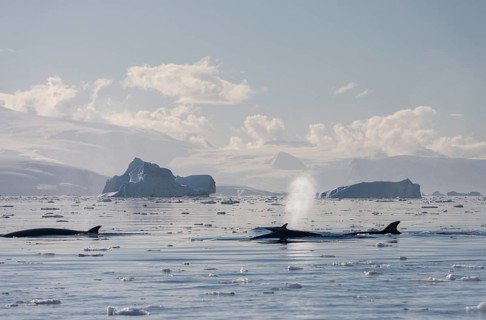Pod of Antarctic Minke Whales (Balaenoptera bonaerensis)