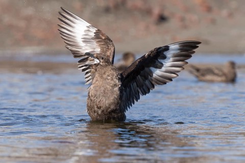 South Polar Skua (Stercorarius maccormicki)