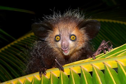 Aye-aye (Daubentonia madagascariensis) on a palm frond