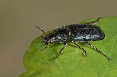 Small Stag Beetle (Platycerus caraboides)