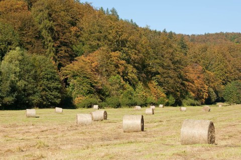 Bales of hay on a meadow