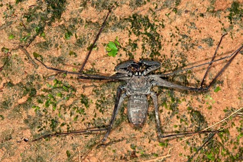 Whip spider (Heterophrynus elaphus)