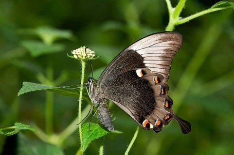 Ulysses butterfly