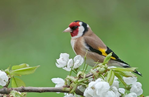 Goldfinch (Carduelis carduelis)