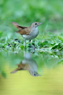 Nightingale (Luscinia megarhynchos) with its reflection in the water