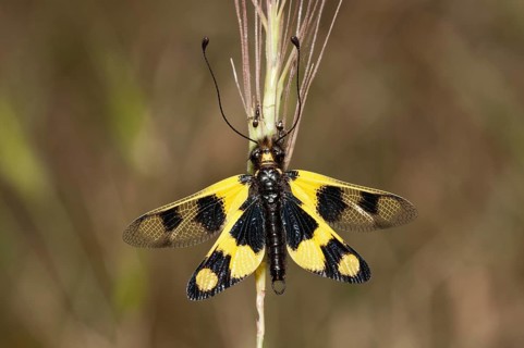 Diurnal Owlfly (Libelloides macaronius)