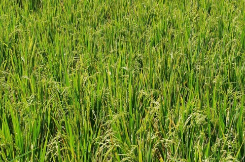 Rice plants (Oryza sativa) growing in a rice paddy