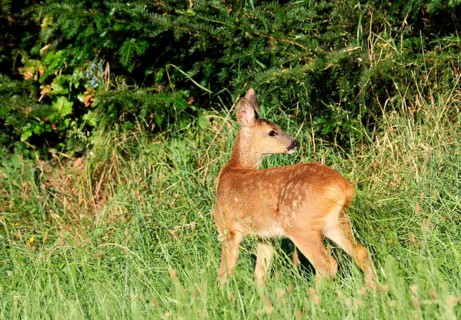 Roe Deer (Capreolus capreolus)