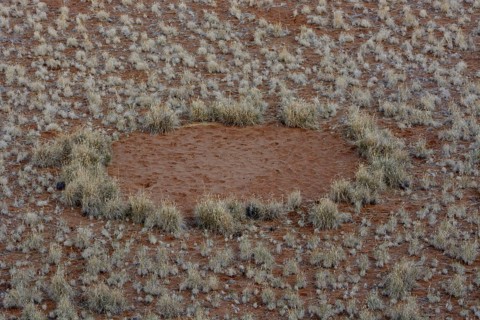Fairy circle