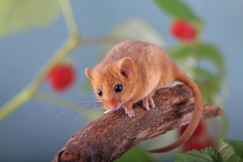 Hazel Dormouse