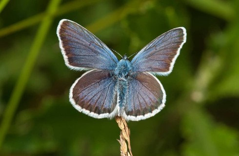 Silver-studded Blue (Plebejus argus)