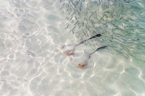 Cowtail Stingrays (Pastinachus sephen) in shallow water