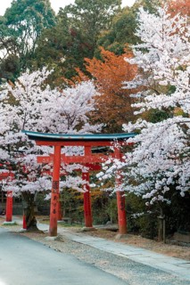 Blooming cherry trees