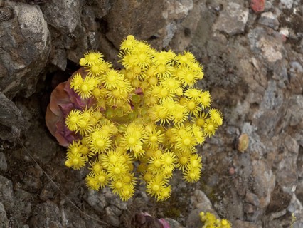Canary Golden Mountain Rose (Greenovia aurea)