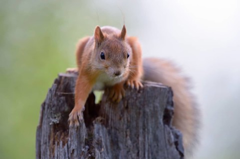 Eurasian Red Squirrel (Sciurus vulgaris) in search of food on an old pine stump