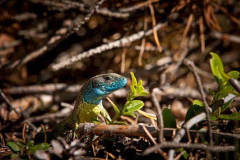 Eastern Green Lizard (Lacerta viridis)
