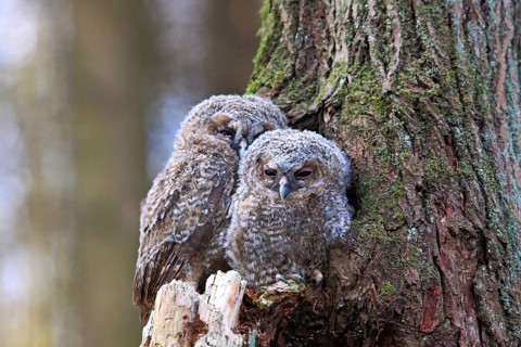 Young Tawny Owls or Brown Owls (Strix aluco) perched in front of a tree hollow