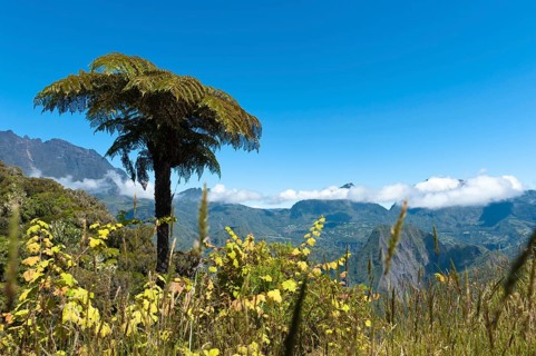 Tree Fern (Cyatheales) on a mountain slope