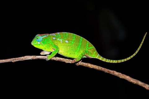Petter's Chameleon (Furcifer petteri)
